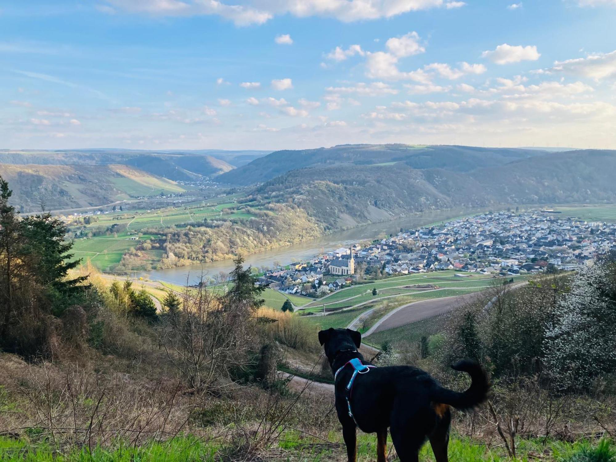 Neu - Ferienwohnungen Im Winzergarten Traben-Trarbach Eksteriør bilde